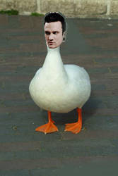 :Jimmie duck not ammused: