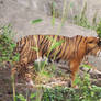 seattle zoo tiger