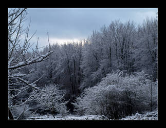 Winter forest IV