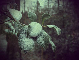 Winter leaf