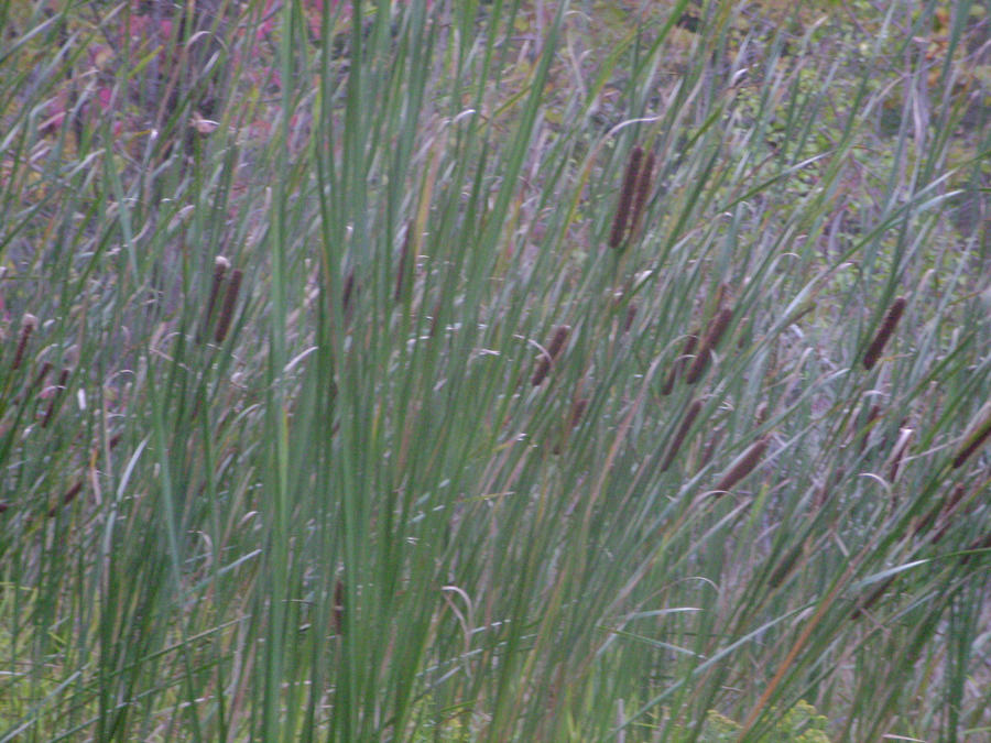 CatTails by CantDrawStuff on DeviantArt