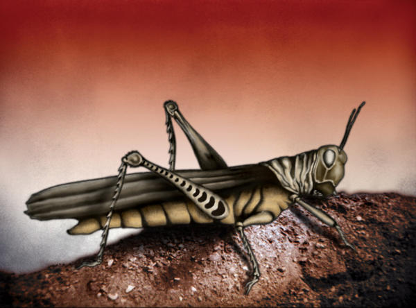 Locust Aztec The Locust by Artamusia on DeviantArt