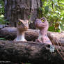 Raptor chicks