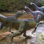 Allosaurus and Apatosaurus