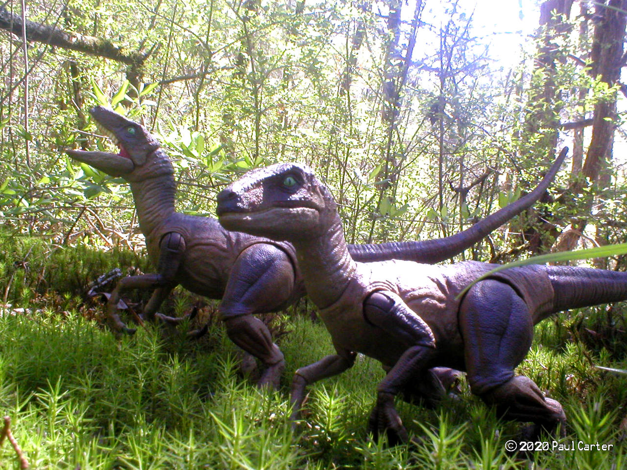 Raptors by Carnosaur on DeviantArt