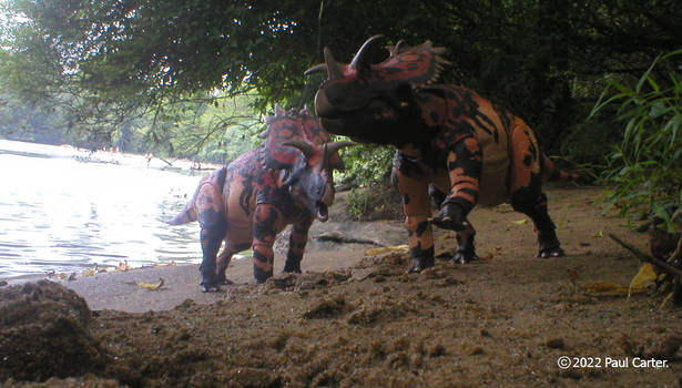 Utahceratops.