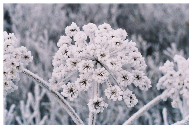 Ice Flower by anatolkin on DeviantArt