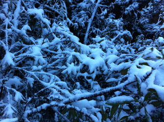 Snow Branches