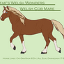 Stars Welsh Wonder - Welsh Cob Mare