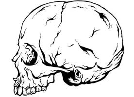 Human Skull Study