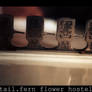 Detail Fern Flower Hostel