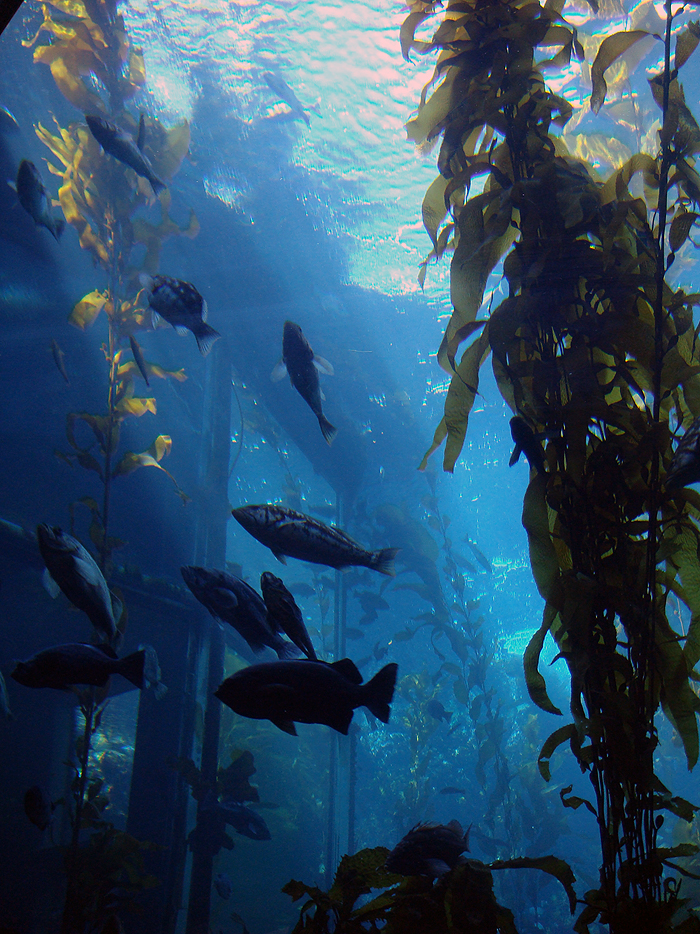 Monterey Bay Aqarium1