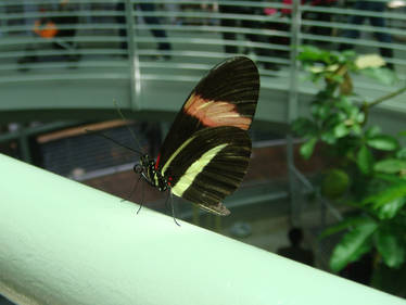 Pretty Butterfly2