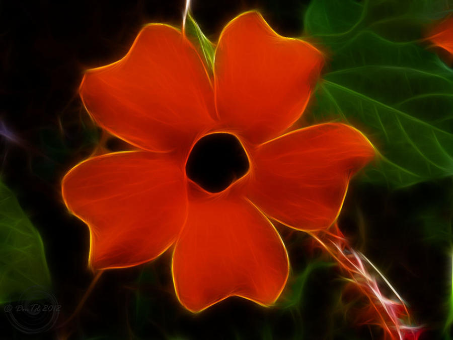 Orange flower