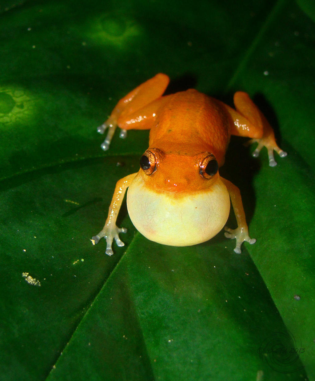 singing on the leaves