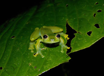 Glass-frog face!