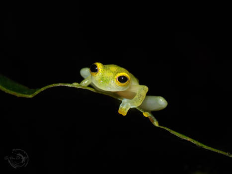 Little glass-frog