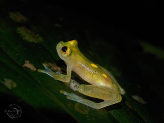 Little glass frog- Lateral view