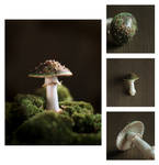 Fungi.17.11. 02. by karolina-g