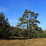 November forest in Bulgaria / 9