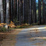 Road in the forest