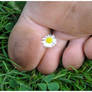 toes and daisy