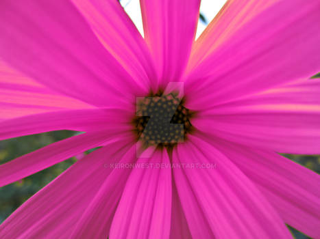 Pink Flower Photography Print