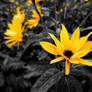 Yellow Flower Photography Print