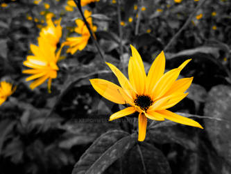 Yellow Flower Photography Print