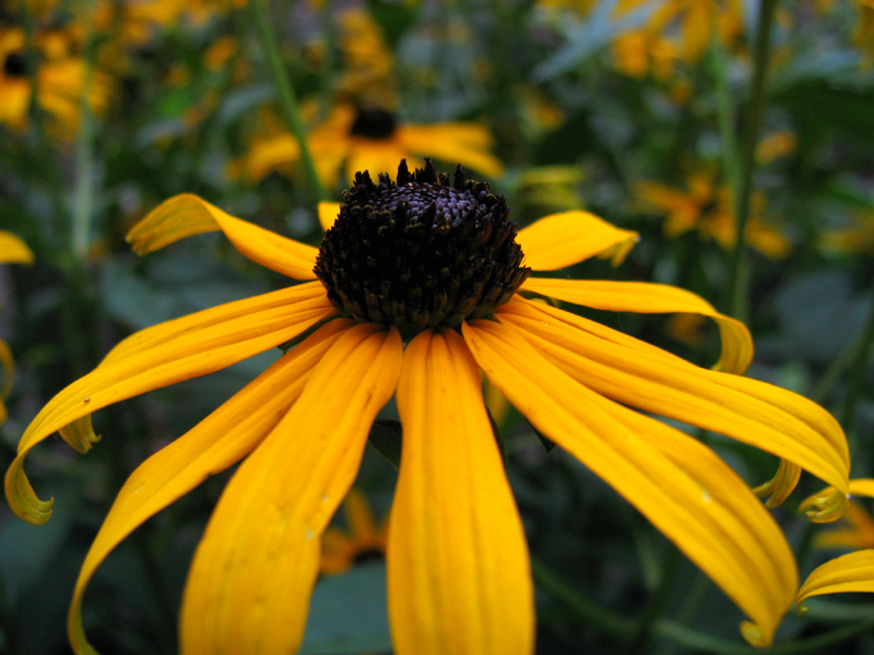 Mini Sunflowers