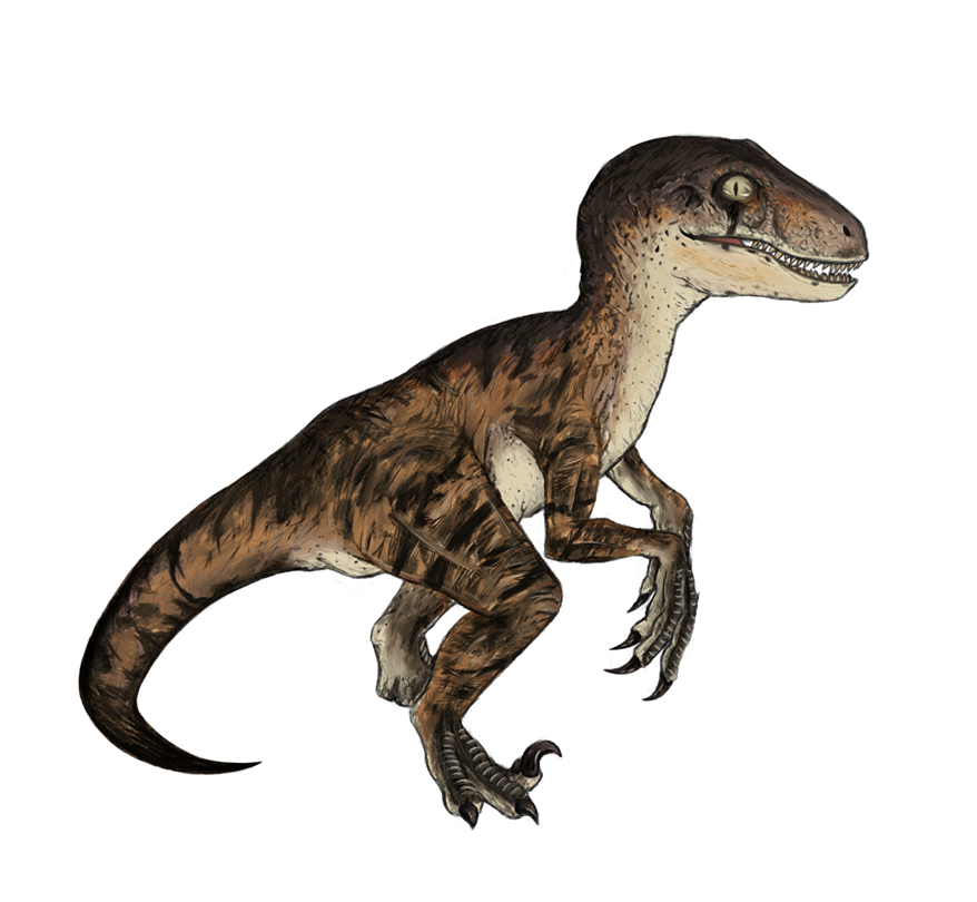 Velociraptor colored