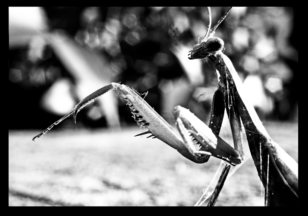Mantis by JBVendamme