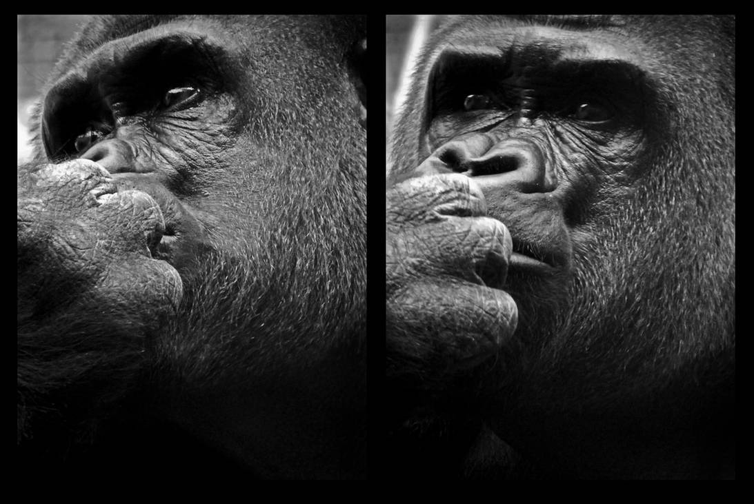silverback by JBVendamme