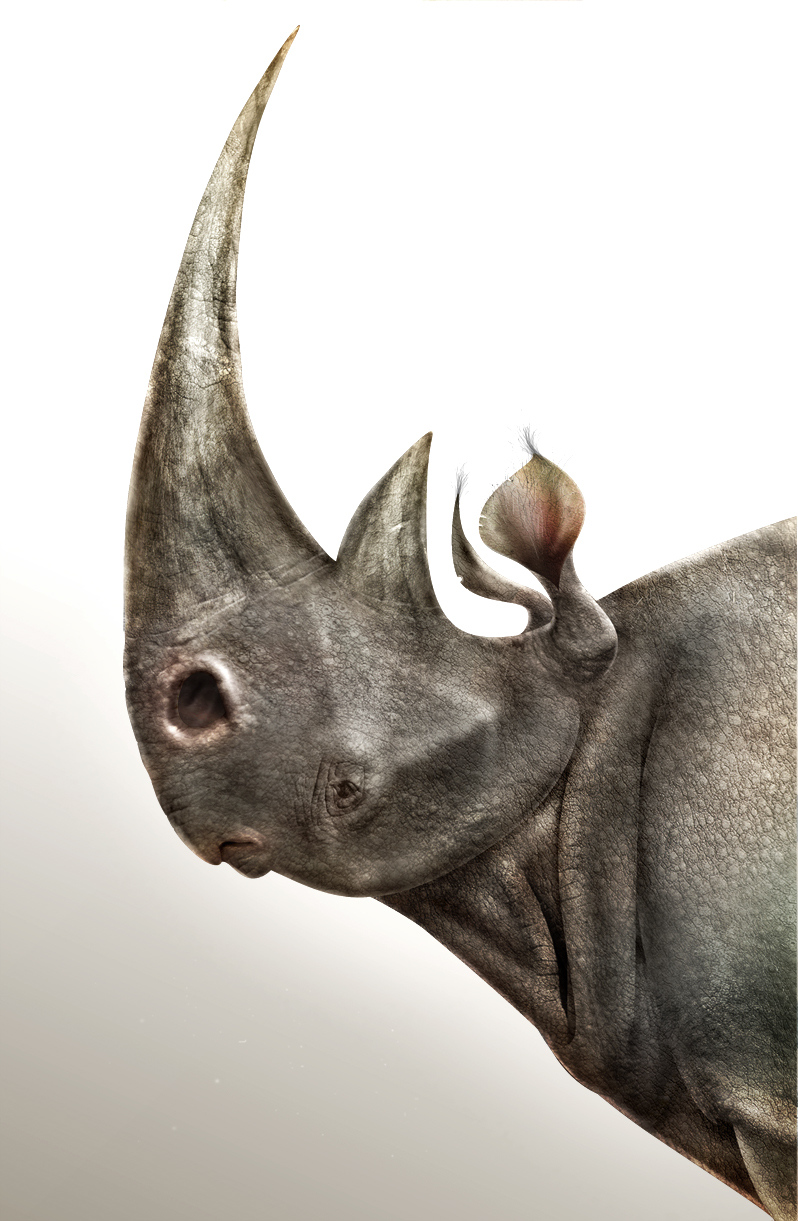 Rhino