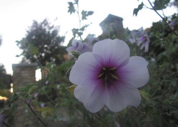 Flowers in front of the castle