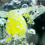 fruits in water III