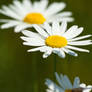 Daisys