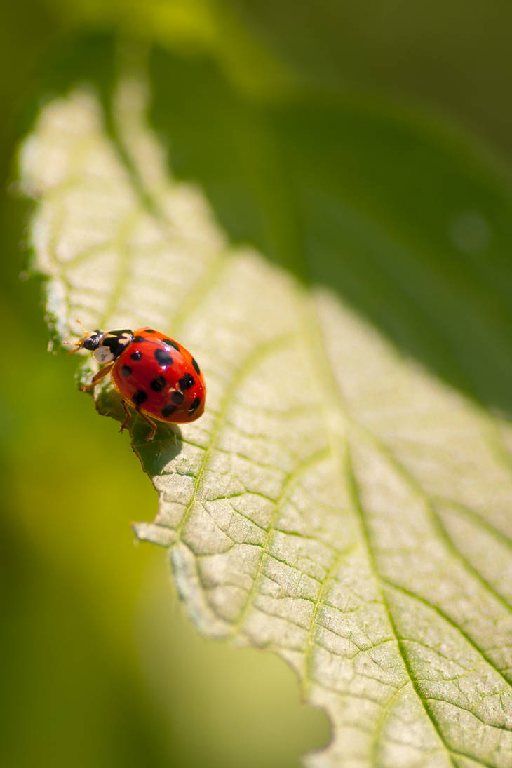 Ladybug II