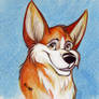 Welsh Corgi Gabriel