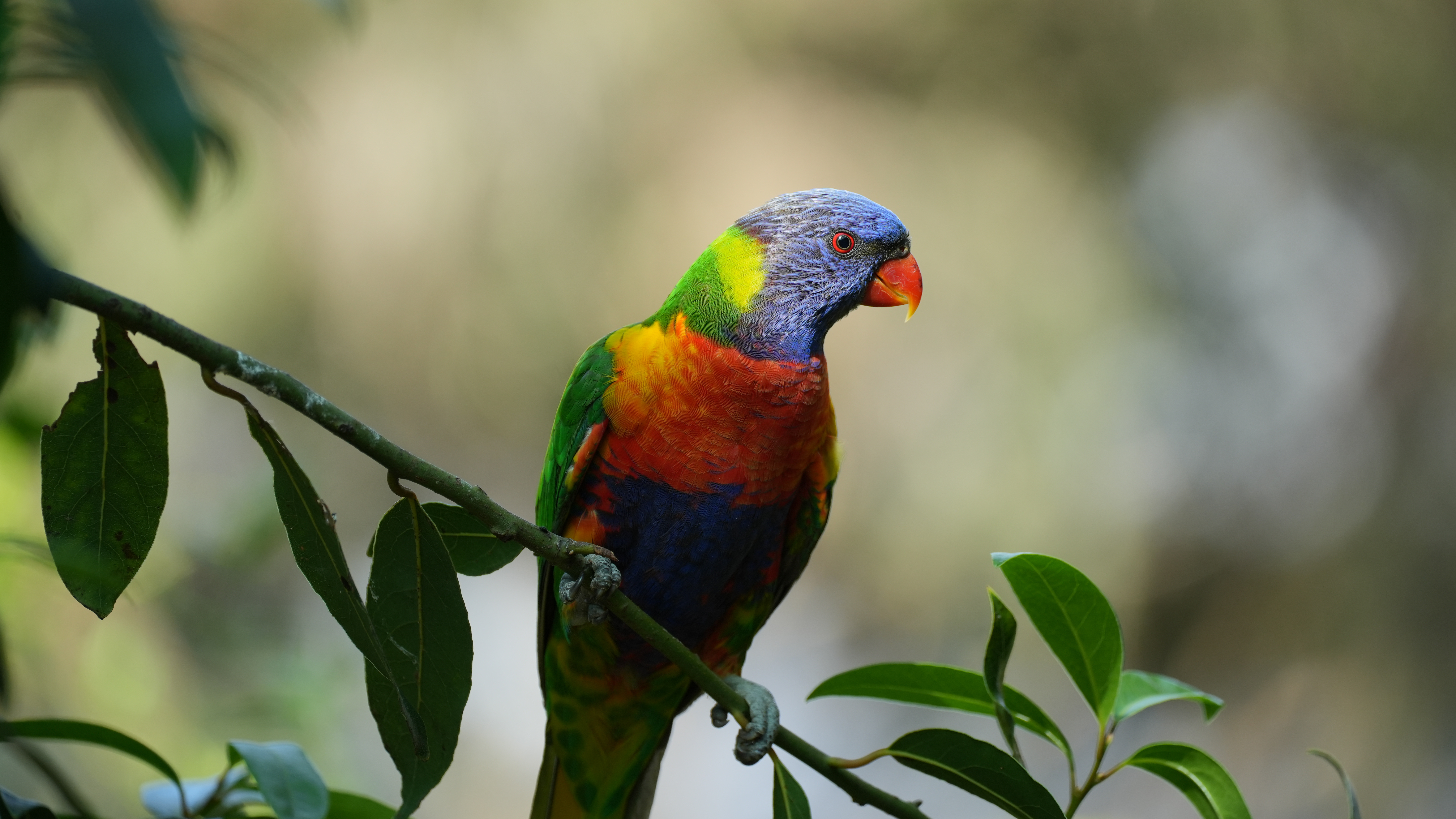 Rainbow Lorikeet
