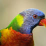 Rainbow Lorikeet 2