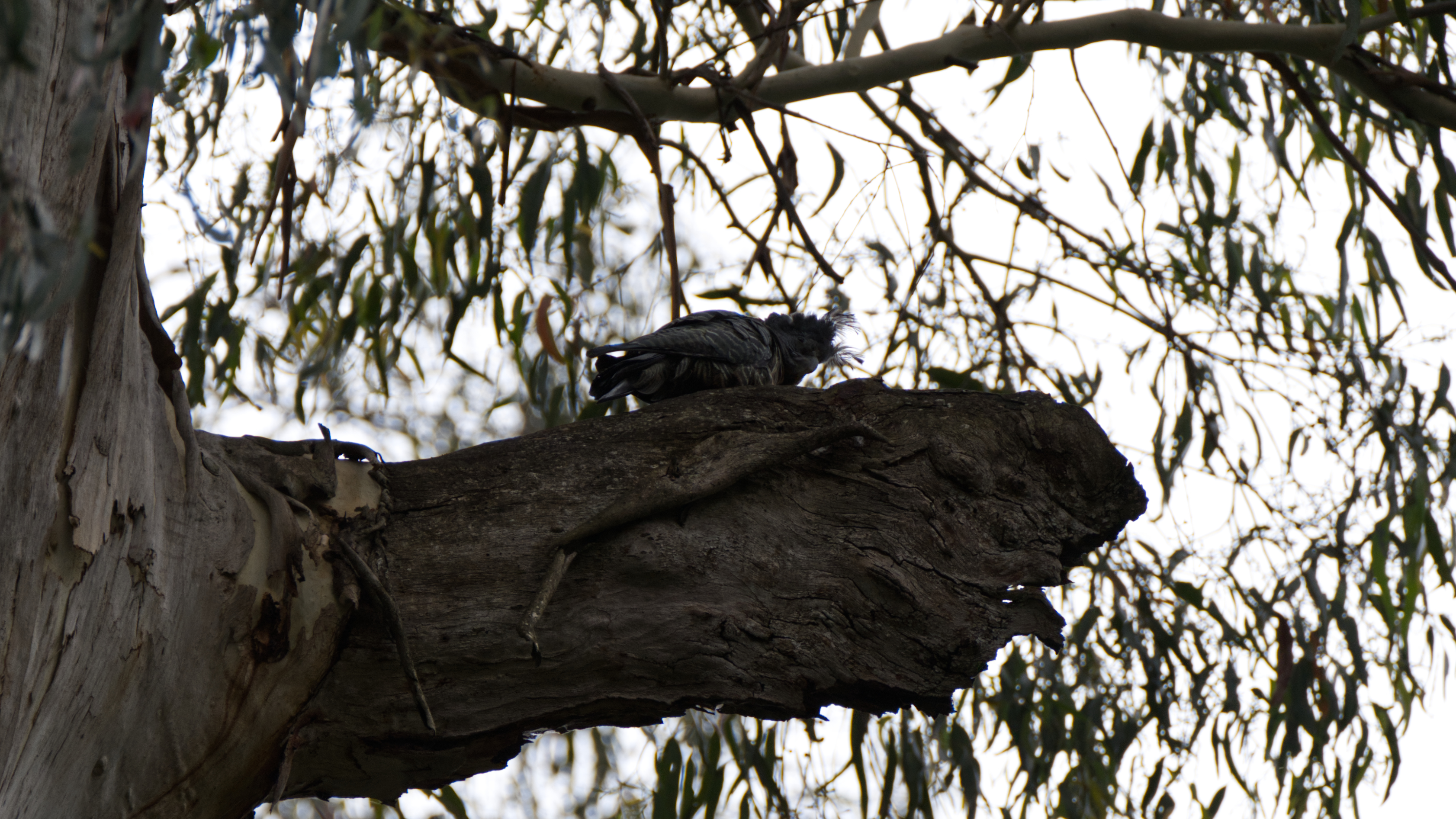Gang-gang Cockatoo
