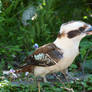 Kooka caught a skink