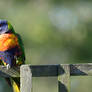 Rainbow Lorikeets - Bookends