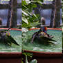 Have Feathers, Must Swim