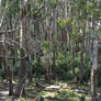 The Untamed Wilds