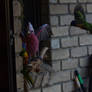 Galah vs Lorikeet at the kitchen window