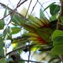 Musk Lorikeet additions 5 tail fan