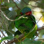 Musk Lorikeet additions 11