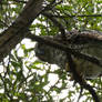 Powerful Owl problems